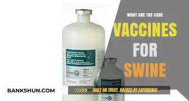 Essential Swine Vaccines: Protecting Pigs with Core Immunizations