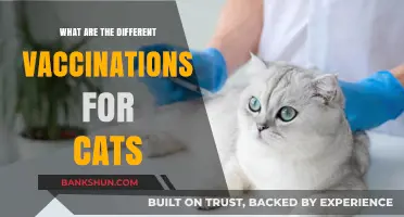 Essential Cat Vaccinations: Protecting Your Feline Friend's Health