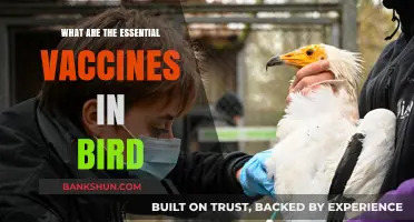 Essential Bird Vaccines: Protecting Your Flock's Health and Well-being
