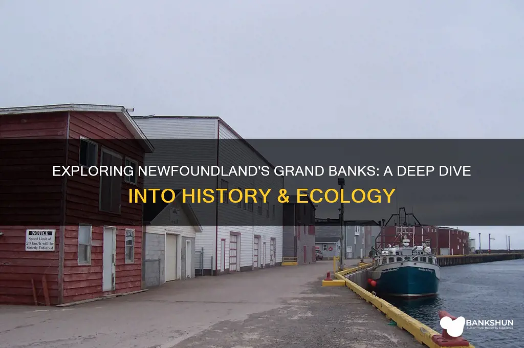 what are the grand banks of newfoundland