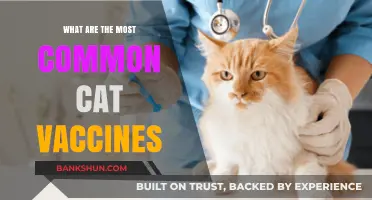 Essential Cat Vaccines: Protecting Your Feline with Common Immunizations