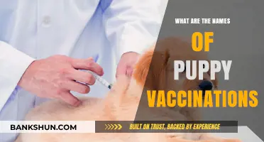 Essential Puppy Vaccination Names Every New Dog Owner Should Know