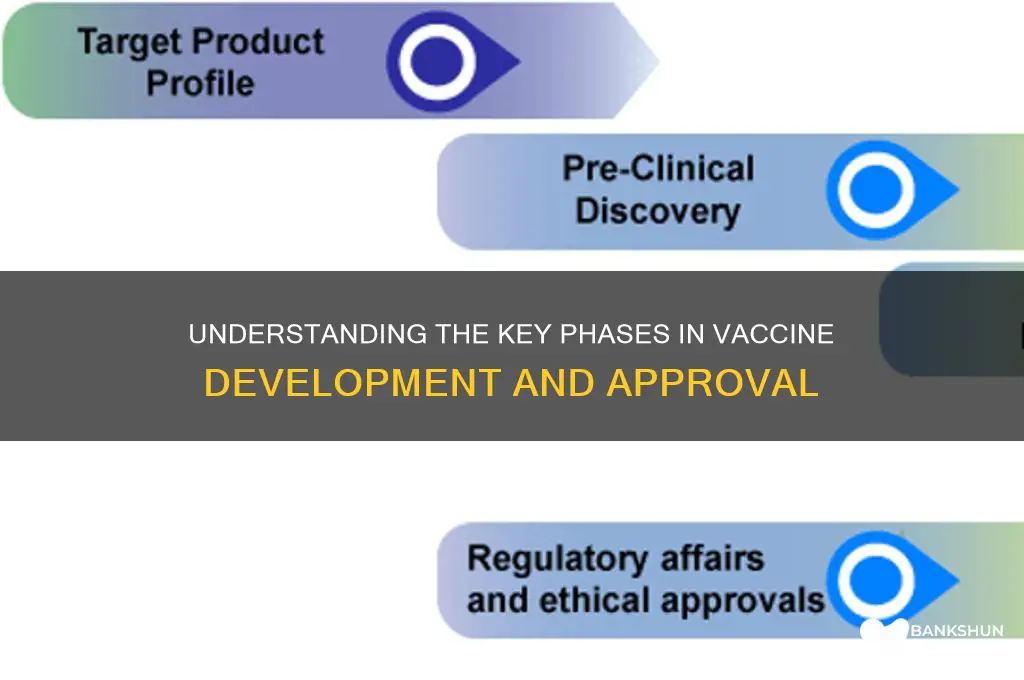 what are the phases for the vaccine