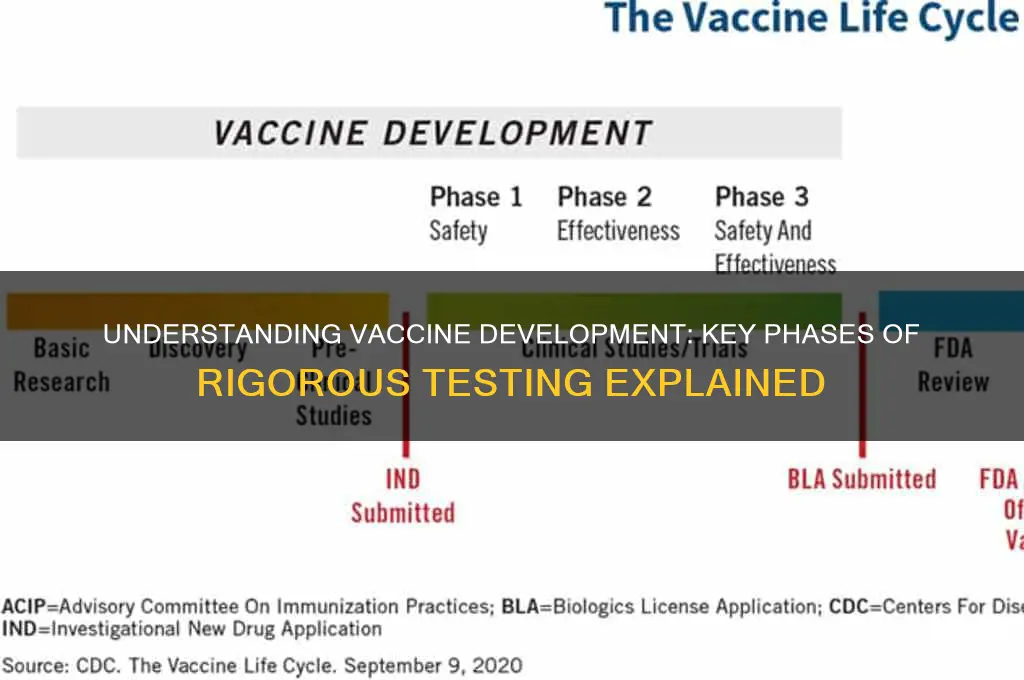 what are the phases of vaccine testing