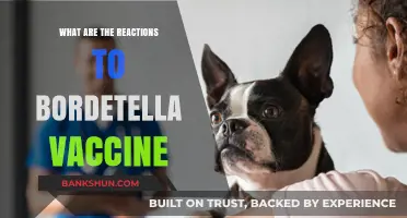 Understanding Bordetella Vaccine Reactions: Symptoms, Causes, and Management Tips