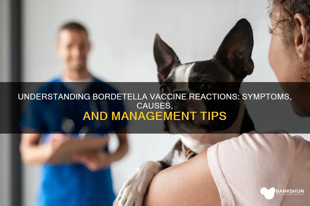 what are the reactions to bordetella vaccine
