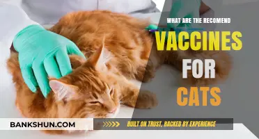Essential Vaccines for Cats: Protecting Your Feline Friend's Health