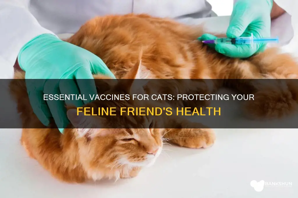 what are the recomend vaccines for cats