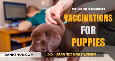 Essential Puppy Vaccinations: A Complete Guide for New Pet Owners