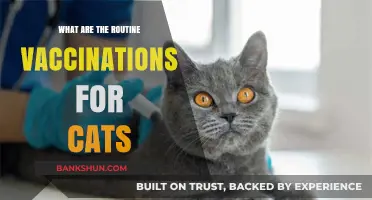 Essential Routine Vaccinations for Cats: Protecting Your Feline Friend