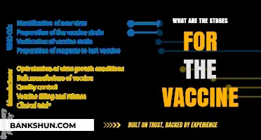 Understanding the Critical Stages of Vaccine Development and Distribution