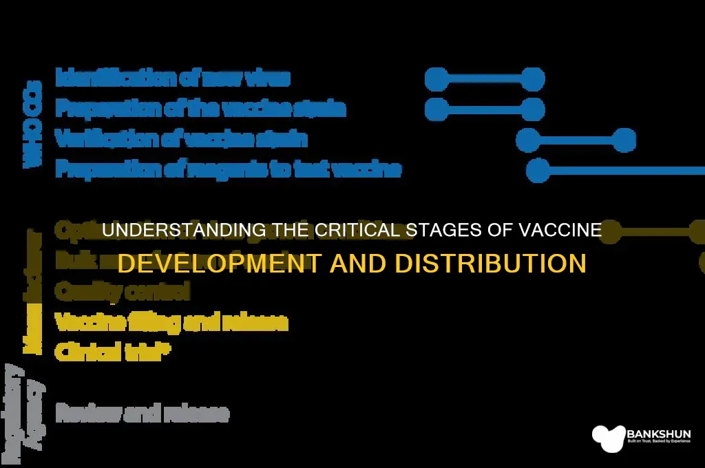 what are the stages for the vaccine