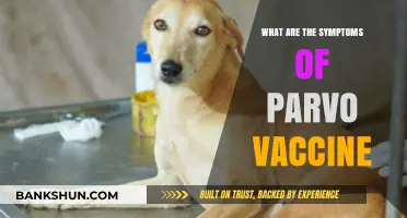 Parvo Vaccine Symptoms: What Pet Owners Need to Know
