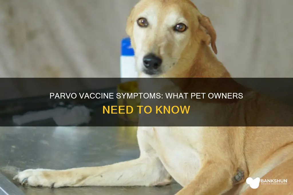 what are the symptoms of parvo vaccine