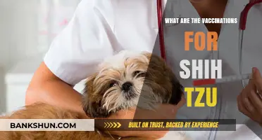 Essential Vaccinations for Shih Tzu: Protecting Your Furry Friend's Health