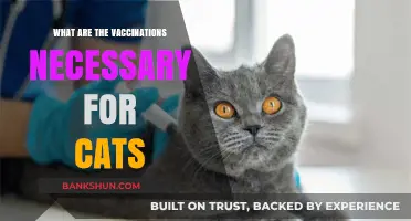 Essential Cat Vaccinations: Protecting Your Feline's Health and Well-being