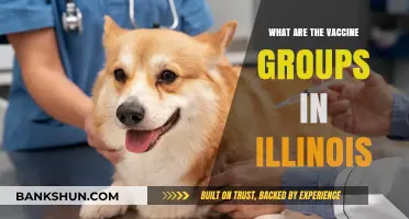 Illinois Vaccine Groups: Understanding Priority Distribution and Eligibility Criteria