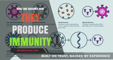 Understanding Vaccines: How They Work to Build Immunity