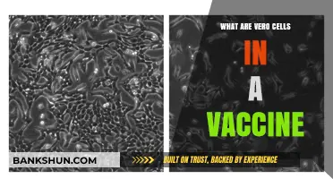 Understanding Vero Cells: Their Role in Vaccine Development and Safety
