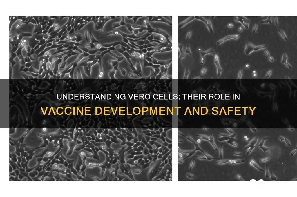 what are vero cells in a vaccine