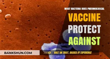 Pneumococcal Vaccine: Shielding Against Harmful Streptococcus Pneumoniae Bacteria