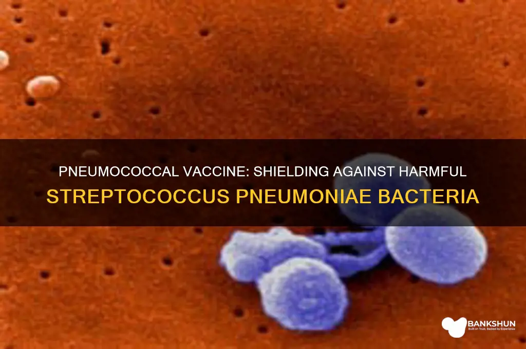 what bacteria does pneumococcal vaccine protect against