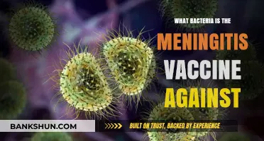 Meningitis Vaccine: Targeting Key Bacteria to Prevent Deadly Infections