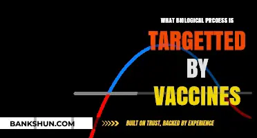 How Vaccines Target Immune Responses to Prevent Infectious Diseases