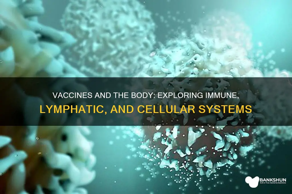 what body systeams are involved in vaccines