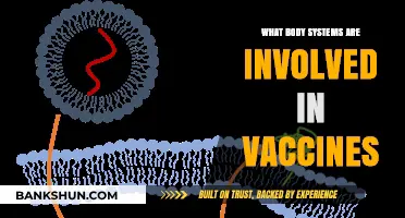 Vaccines and the Body: Exploring Key Systems in Immunization