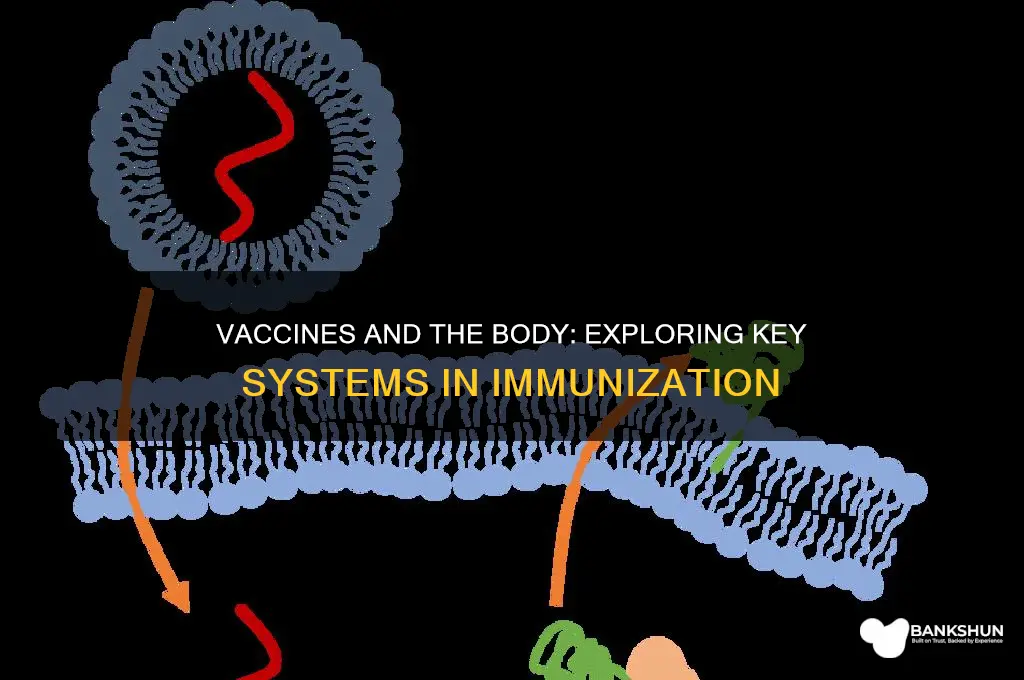 what body systems are involved in vaccines