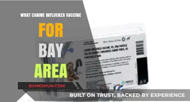 Bay Area Canine Influenza Vaccine Guide: Protect Your Dog Now