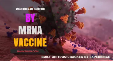 How mRNA Vaccines Target Specific Cells for Immune Response