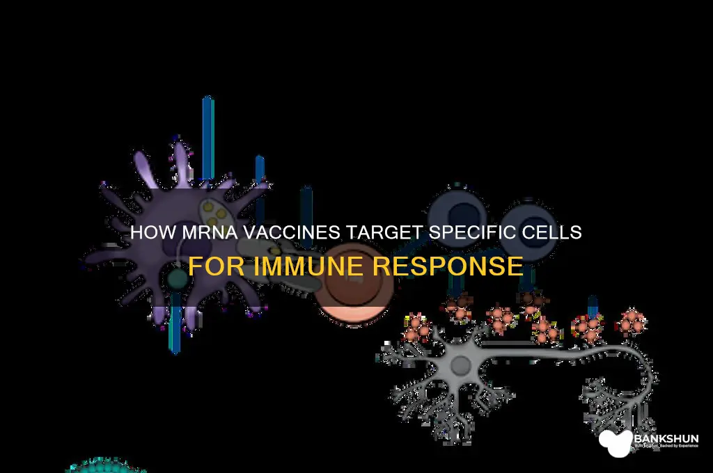 what cells are targeted by mrna vaccine