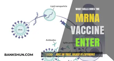 How mRNA Vaccines Target and Enter Specific Cells in Your Body