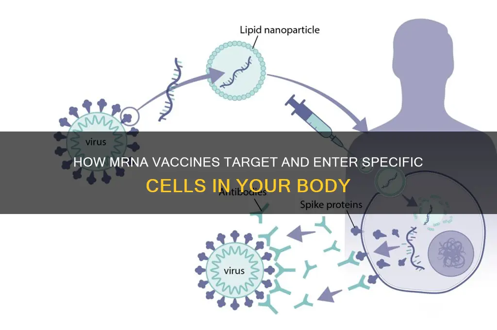 what cells does the mrna vaccine enter