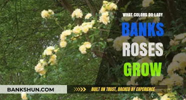 Discover the Soft Yellow Hues of Lady Banks Roses