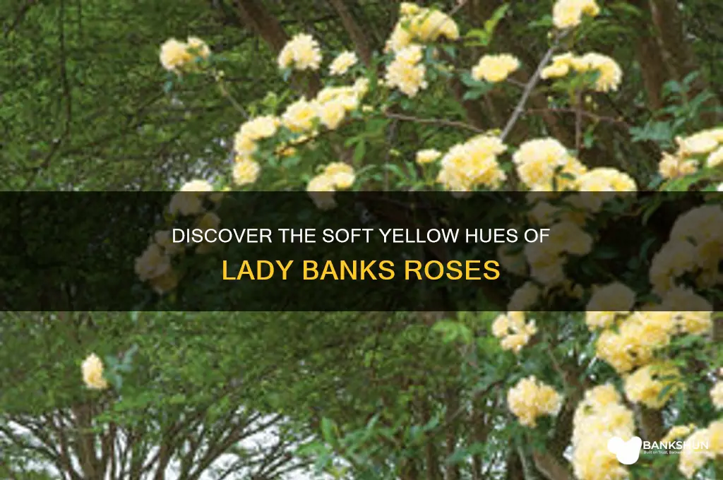 what colors do lady banks roses grow