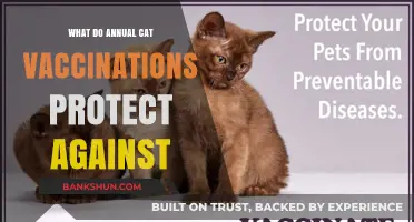 Essential Annual Cat Vaccinations: Shielding Your Feline from Common Diseases