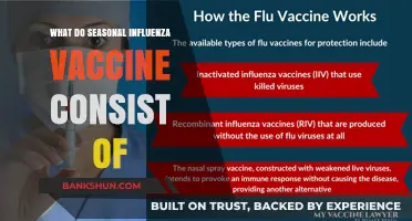 Understanding Seasonal Flu Vaccines: Components and Their Role in Protection