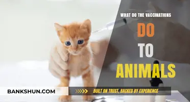 Understanding Animal Vaccinations: Benefits, Effects, and Essential Care Explained
