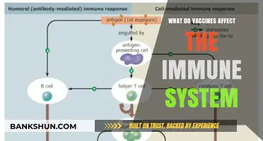 How Vaccines Strengthen and Influence Your Immune System's Defense