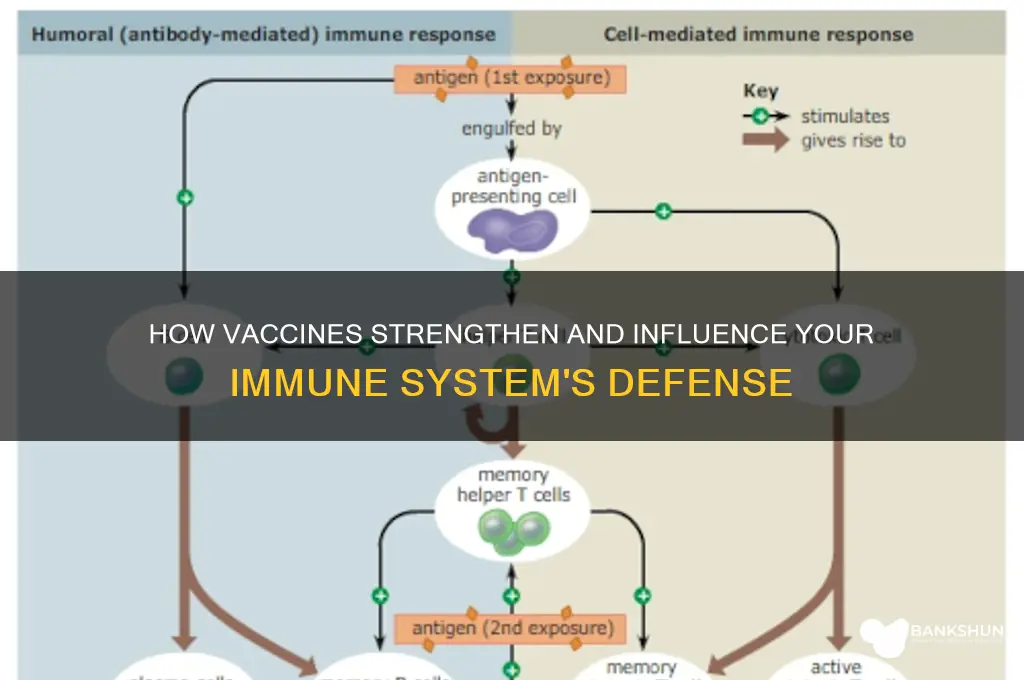 what do vaccines affect the immune system