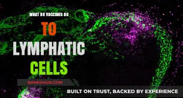How Vaccines Activate and Train Lymphatic Cells for Immunity