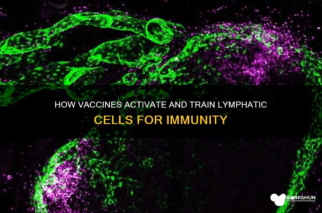 what do vaccines do to lymphatic cells