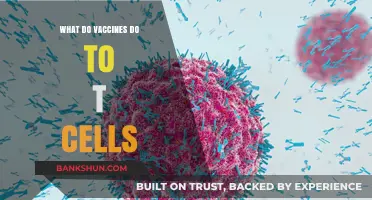 How Vaccines Activate and Train T Cells for Immune Defense