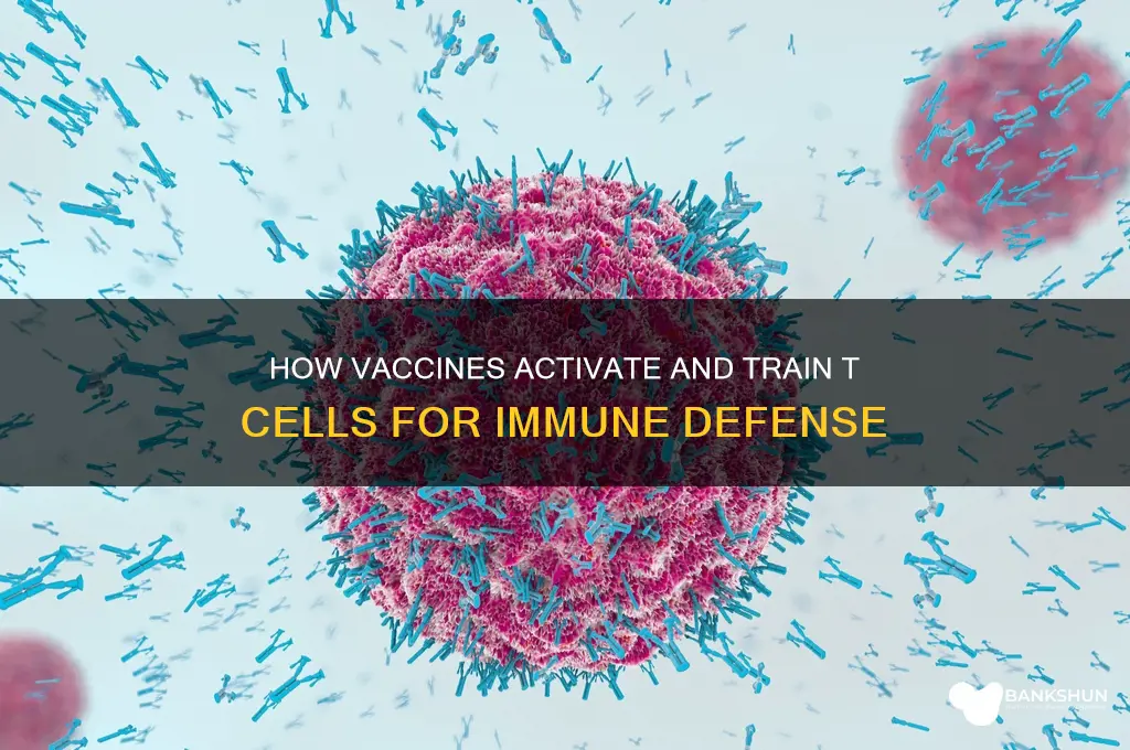 what do vaccines do to t cells