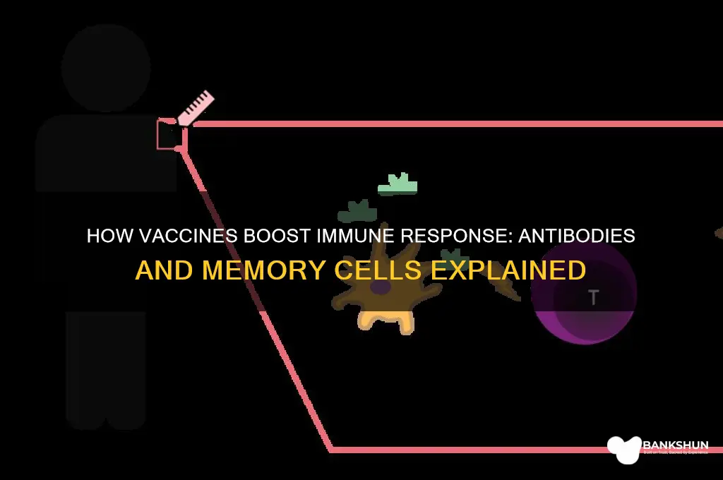what do vaccines stimulate the production of