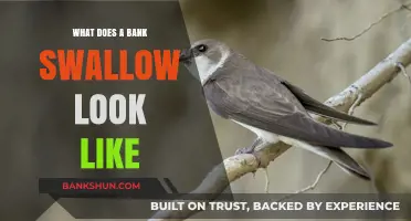 Identifying Bank Swallows: Appearance, Features, and Unique Characteristics Explained