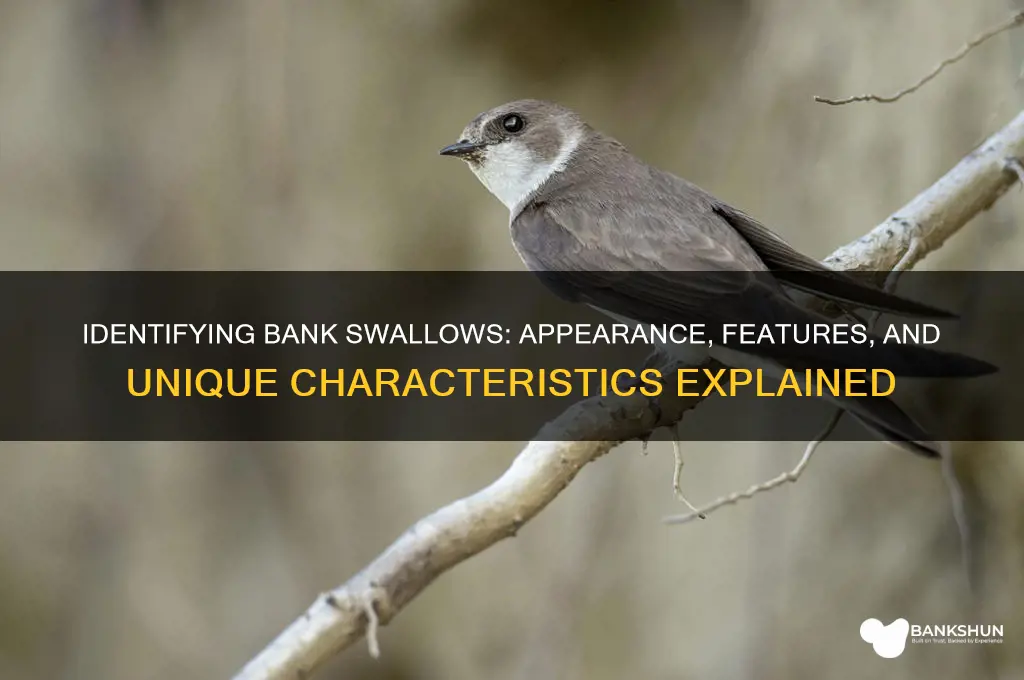 what does a bank swallow look like